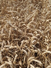 Weizen - Poaceae - Weizenbier