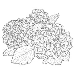 Hydrangea.Coloring page antistress for children and adults. Illustration isolated on white background.