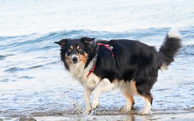 border collie dog