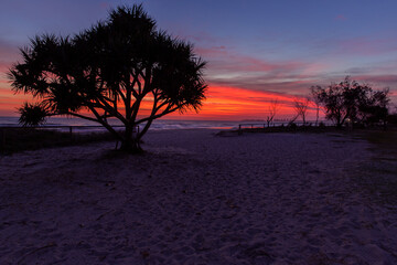Colourful orange sunrise clouds in the sky with a pandanus tree, at Currumbin beach. Gold Coast, Australia.