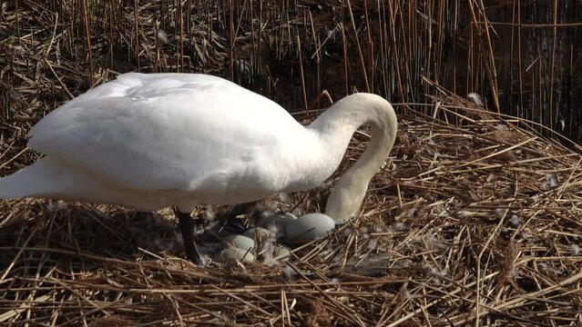 female white swan wants to sit on eggs for offspring