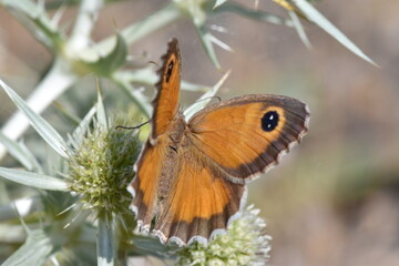 Southern Gatekeeper butterfly (Pyronia cecilia "lobito listado") on a thistle