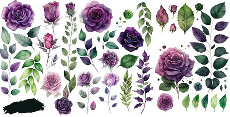 Set of Rose watercolor collection of hand drawn, Rose purple color, Rose elegant watercolor illustration , Rose isolated transparent background, PNG.