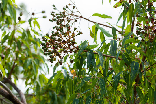 raindrops on green eucalyptus plant leaves and gum nuts