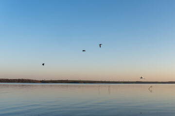 Fototapeta na wymiar seagulls flying over the river