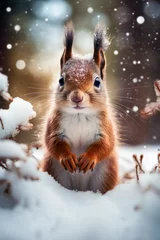 Badezimmer Foto Rückwand Cute red squirrel in the snow © Guido Amrein