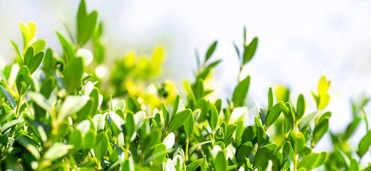 Nature green leaves in the summer garden under sunlight. Natural green leaves of a plant using as a spring background ecology environment