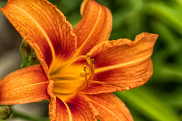 Blooming daylily on a blurred background. .