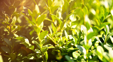 Panorama of green landscape with bokeh and spring leaves for background