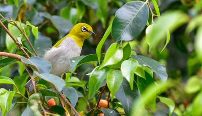 Indian White Eye yellow bird