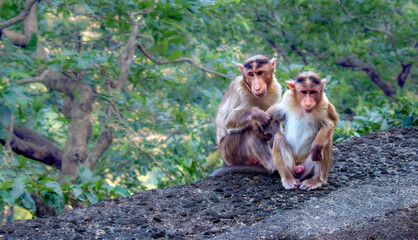 An Indian Monkey couple in forest