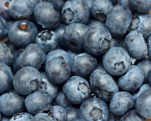 Large ripe blue American blueberry