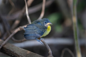 Brazilian Savannah Bird /
The Brazlian birds are very beautiful and have many colors.