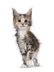 Adorable cute tortie cat kitten, standing up facing front. Looking towards camera. Isolated on a white background.