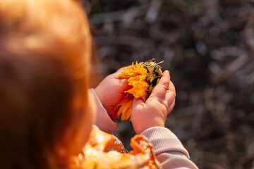 Sunflower bud in childs hand