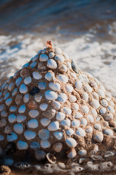 Shell Sculpture, Brighton Beach, Melbourne