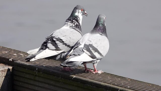 mating season of pigeons in the wild