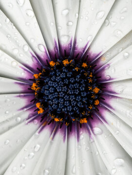 Soprano White Daisy Closeup with raindrops