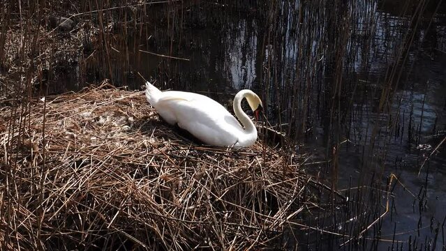white swan at the nest with eggs on lake