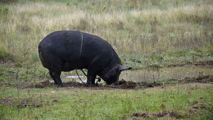 female domestic pig tied up, seen in rural Argentina