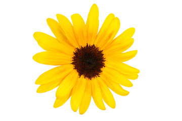 Blüte einer Sonnenblume (Helianthus annuus) vor transparentem Hintergrund mit kleinem braunen Blütenkorb und gelben Hüllblättern, Korbblütler, gelb