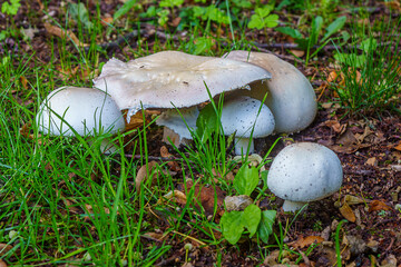 white mushroom on grass - Powered by Adobe