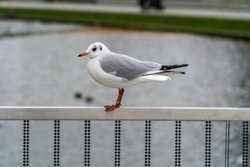 Seagull on metal fence in the city