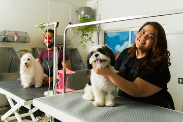 Excited pet groomer finishing trimming the hair of a shih tzu dog