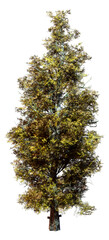 3D Rendering Eastern Red Cedar Tree on White