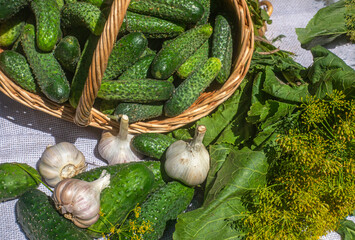 Freshly picked cucumbers, garlic and dill umbels. A set of vegetables for pickling cucumbers in the summer season