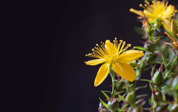 st john's wort hypericum flower iperico on dark background