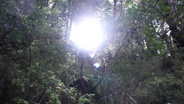 Very dense trees on the way to Tawhai Falls in New Zealand.