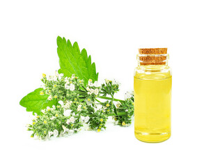 catnip essential oil in a bottle isolated on a white background