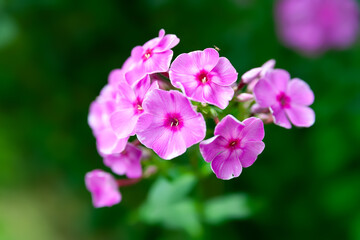 Phlox garden. Phlox paniculata. Perennial phlox. Pink flowers close up. Selective focus