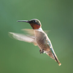 Fototapeta na wymiar Beautiful male ruby throated hummingbird isolated on green while hovering