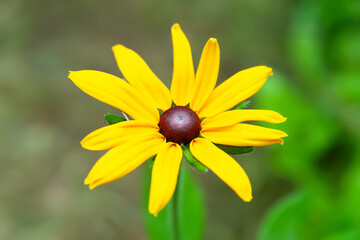 Flowers of Rudbeckia. Beautiful flowering Rudbeckia close-up. Black-eyed Susan. Selective focus