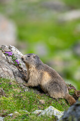 Alpine marmot, Marmota marmota, on a rock. The Fagaras Mountains, Romania.