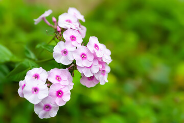 Garden phlox are blooming. Perennial phlox. Phlox paniculata. Pink flowers close up. Copy space....