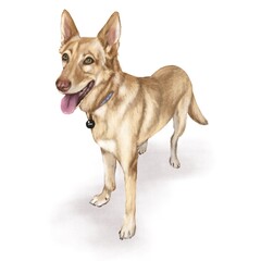 Realistic drawing of a dog. A picture with a standing husky of the original color. Yellow, fawn dog. Beautiful dog on a white background. Digital art