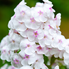 Naklejka na ściany i meble Phlox garden bloom. Perennial phlox. Phlox paniculata. Pink flowers close up. Selective focus
