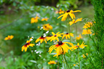 Rudbeckia flowers. Flowering rudbeckia. Large yellow flowers in the garden. Black-eyed Susan. Selective focus