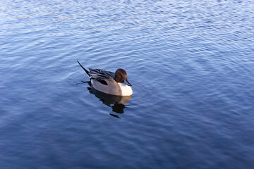 湖面の水鳥