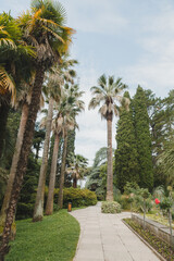 Fototapeta na wymiar View of the alley with palm trees in the Upper Arboretum Park, Sochi, Adler, Krasnodar region, Russia