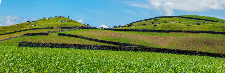 Fototapeta na wymiar Pasture hills and grazing cows on Terceira island, Azores