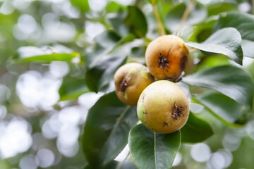 Bad pear. Spoiled pear close-up. Sick fruit on the tree. Sick fruit trees. Gardening problems. Selective focus