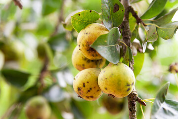 Bad pear. Spoiled pear. Sick fruits on branches close up. Diseased fruit trees. Gardening problems. Selective focus