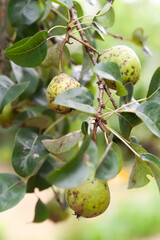 Bad pear. Spoiled pear fruit close-up. Diseased fruits on branches. Sick fruit trees. Gardening problems. Selective focus