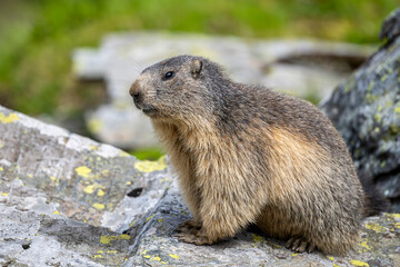 Naklejka na ściany i meble Alpine marmot, Marmota marmota, on a rock. The Fagaras Mountains, Romania.