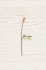 Chamomile flower attached with medical aid patch to white background. Creative minimalist flat lay, top view from above. Simple greeting composition, natural light.