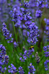Fototapeta premium field of lavender